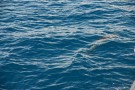 Spotted Dolphin Near Quepos